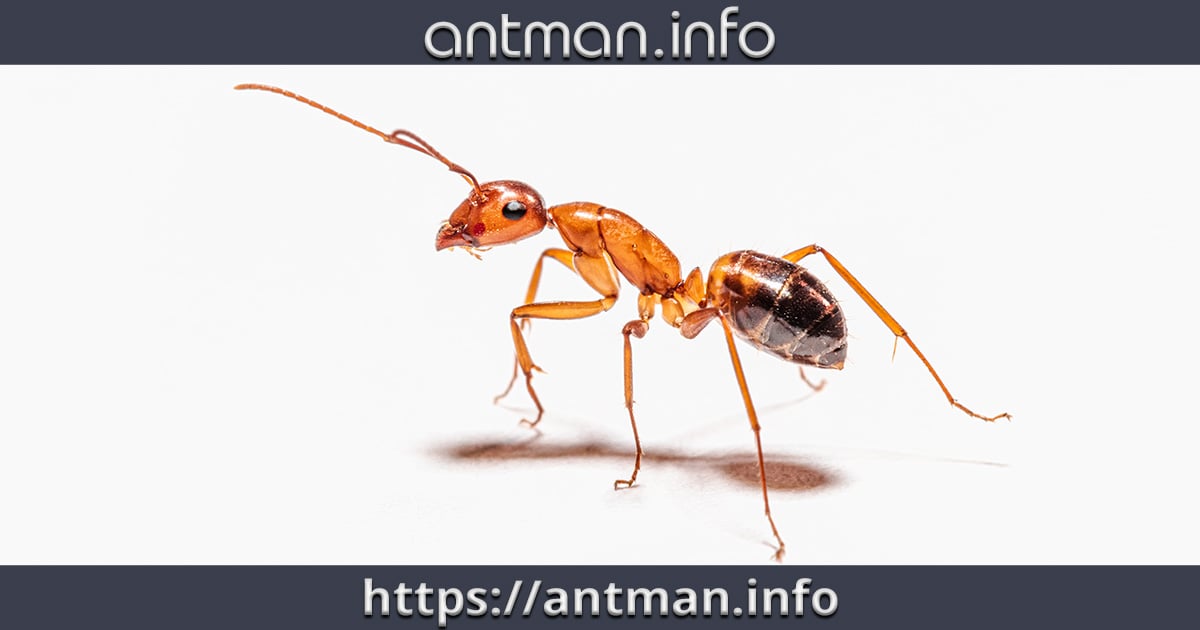 (c) Antman.info